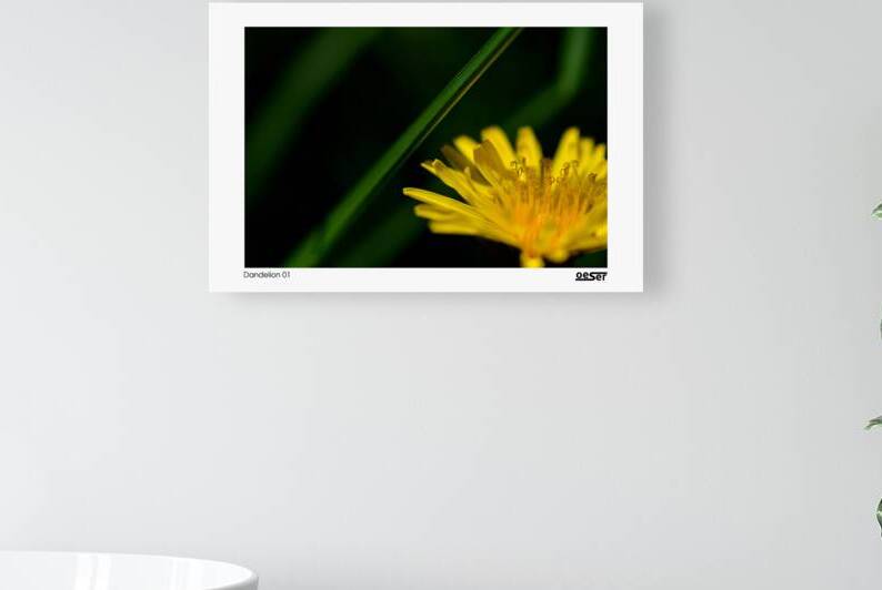 Dandelion 01 by george oeser fine art fotografie