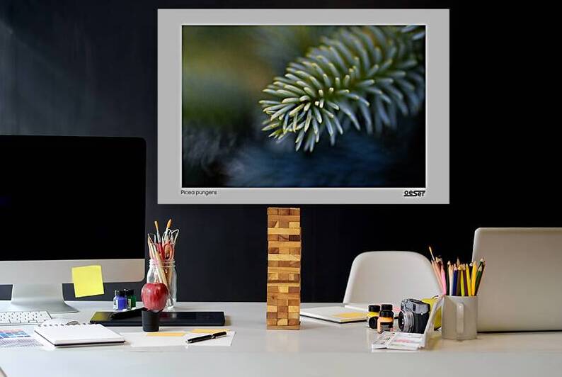 Picea pungens by george oeser fine art fotografie