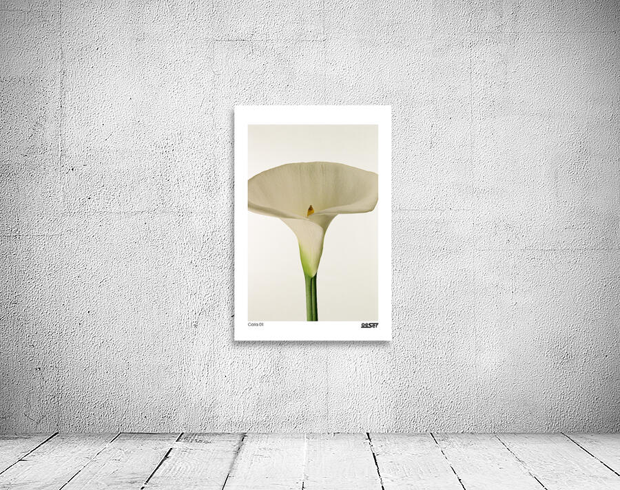 Calla 01 Wall Preview