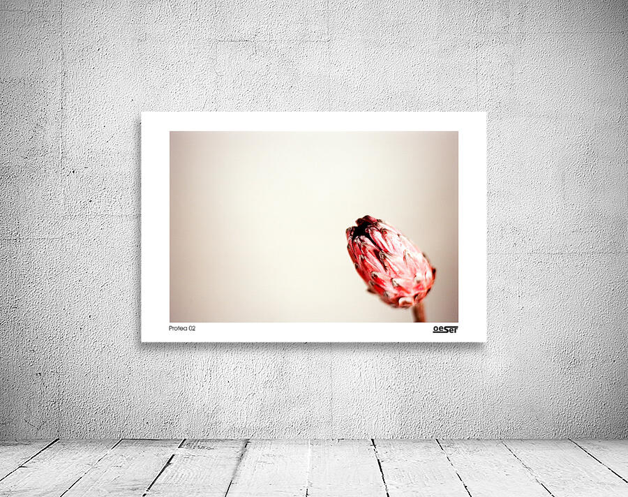 Protea 02 Wall Preview