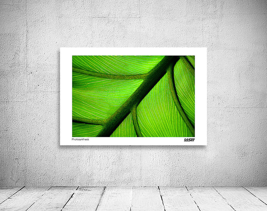 Photosynthesis Wall Preview