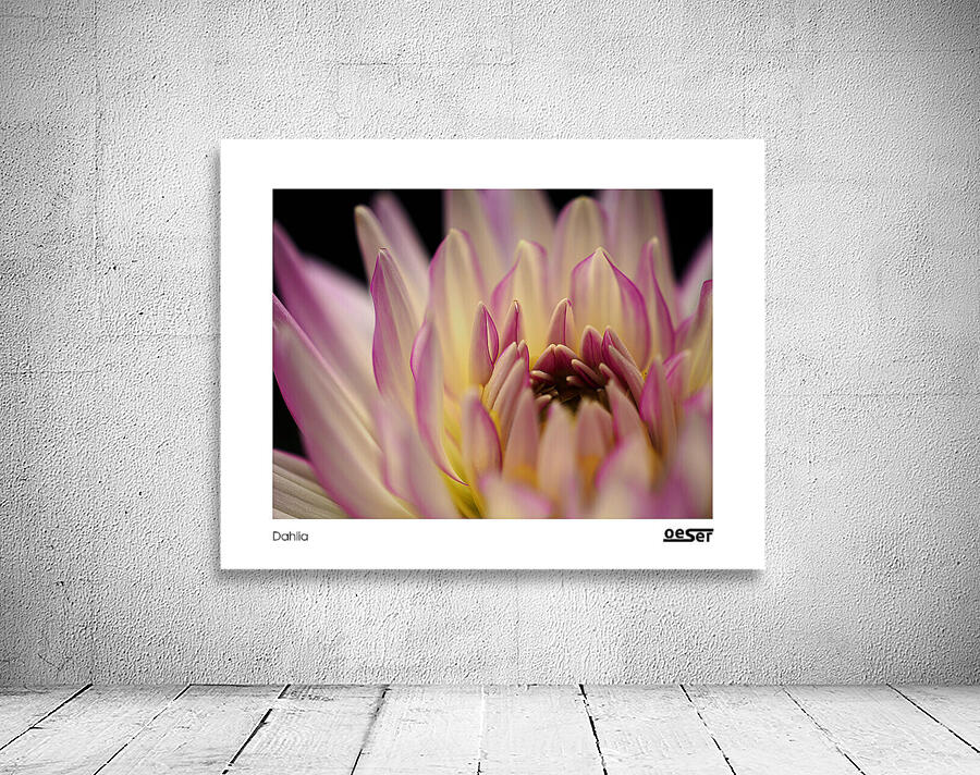 Dahlia Wall Preview