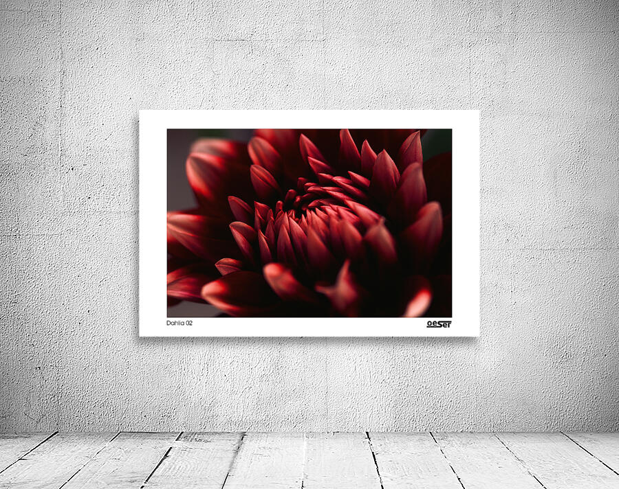 Dahlia 02 Wall Preview