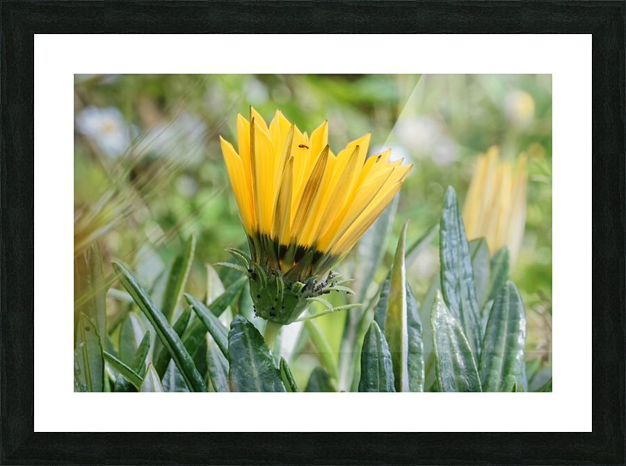 20210414IMG 8078 Picture Frame print