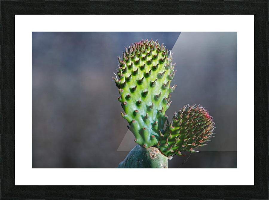 20210514IMG 9721 Picture Frame print