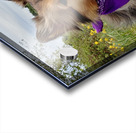 Sheltie   I got this Acrylic print