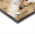 Sheltie Sass Acrylic print