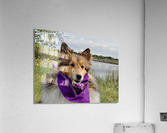 Sheltie   I got this Acrylic Print