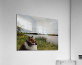 Sheltie Refllection Acrylic Print