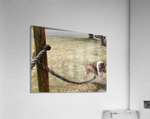 Sheltie Skillz Acrylic Print