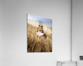 Sheltie Smiles Acrylic Print