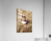 Sheltie Sass Acrylic Print