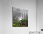 Yellow Iris Acrylic Print