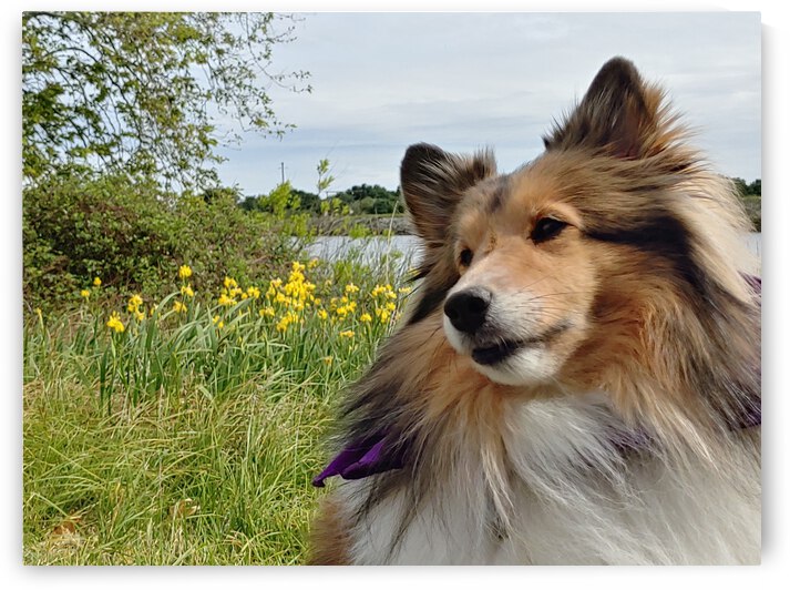 Sheltie on the Island by Donna Lee Wright