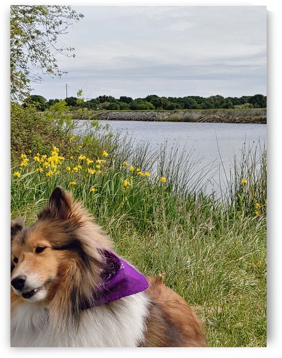 Sheltie   Where are you going by Donna Lee Wright