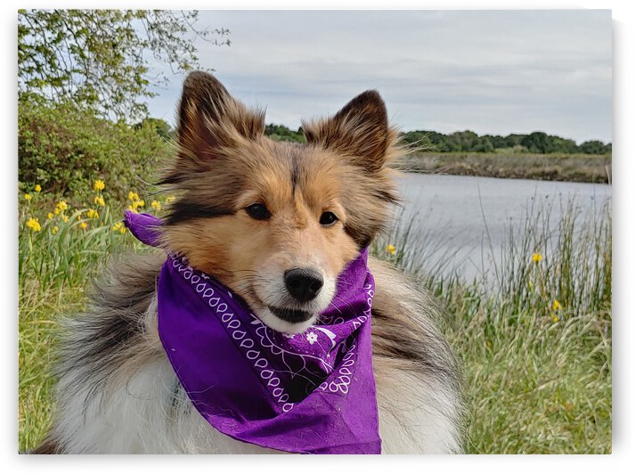Sheltie   I got this by Donna Lee Wright