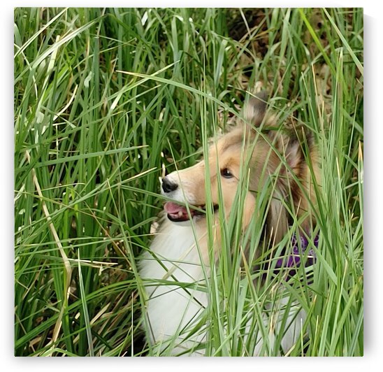 Sheltie or Lion 2 by Donna Lee Wright