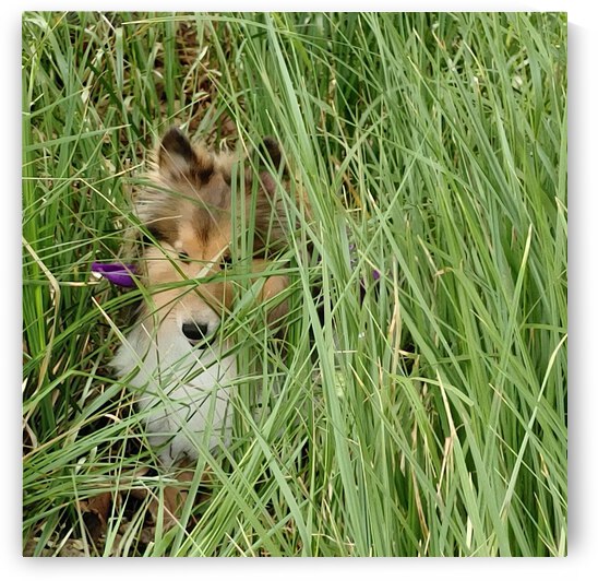 Sheltie or Lion 1 by Donna Lee Wright