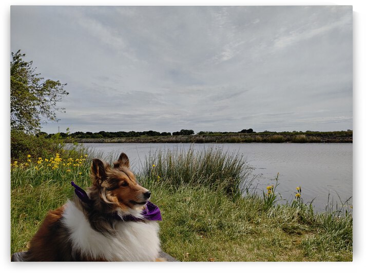 Sheltie Refllection by Donna Lee Wright