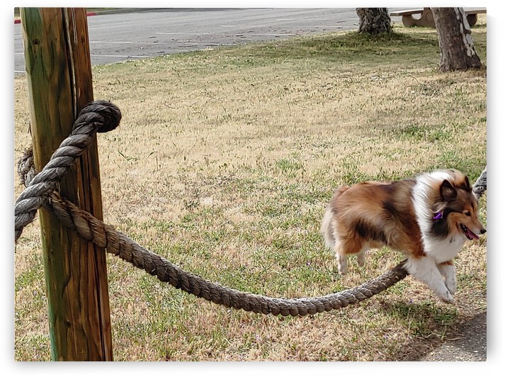 Sheltie Skillz by Donna Lee Wright