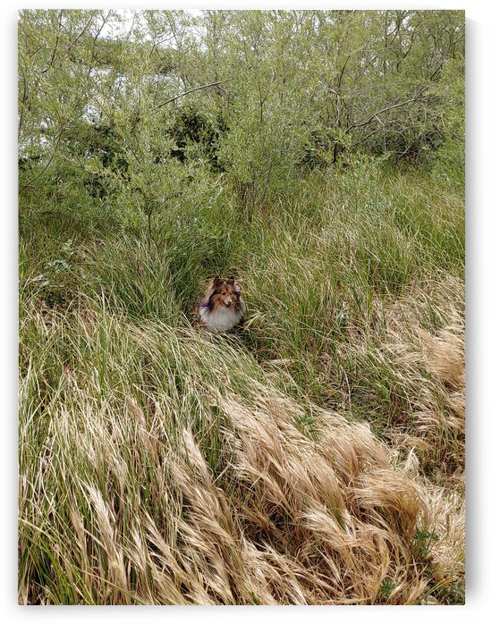 Sheltie Shelter by Donna Lee Wright