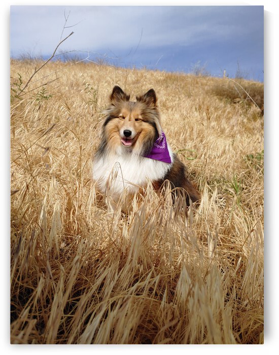 Sheltie Smiles by Donna Lee Wright