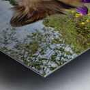 Sheltie   I got this Metal print