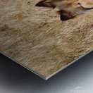 Sheltie Sass Metal print