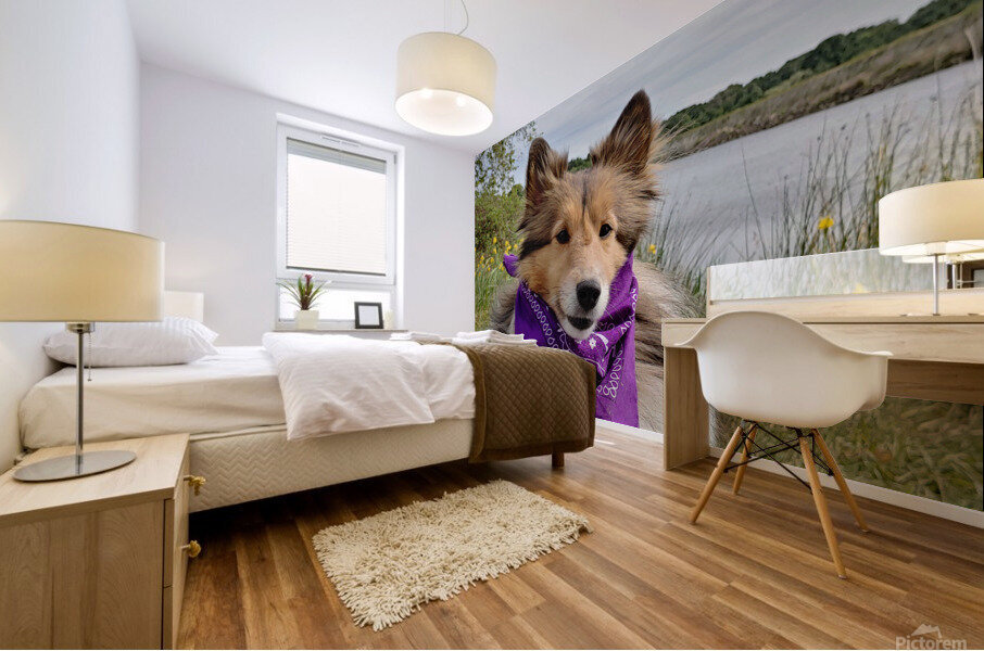 Sheltie   I got this Mural print