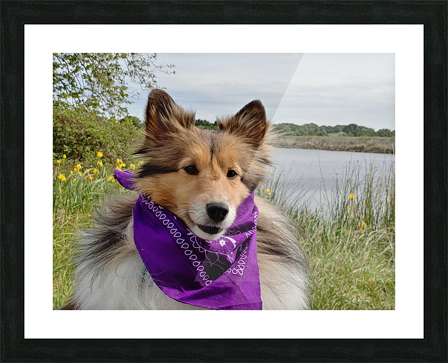 Sheltie   I got this Picture Frame print