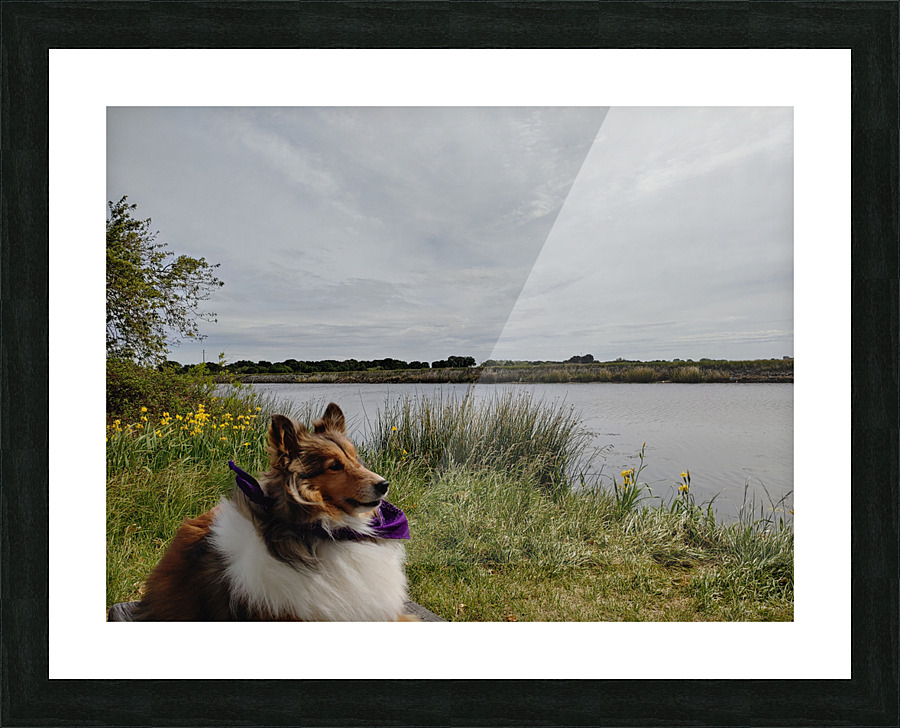 Sheltie Refllection Picture Frame print