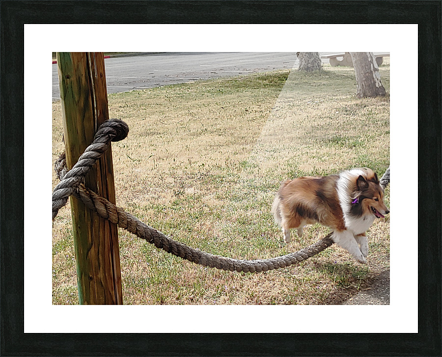 Sheltie Skillz Picture Frame print