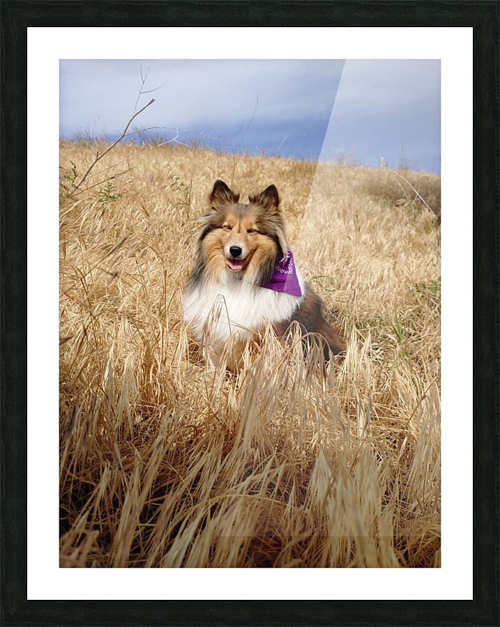 Sheltie Smiles Picture Frame print