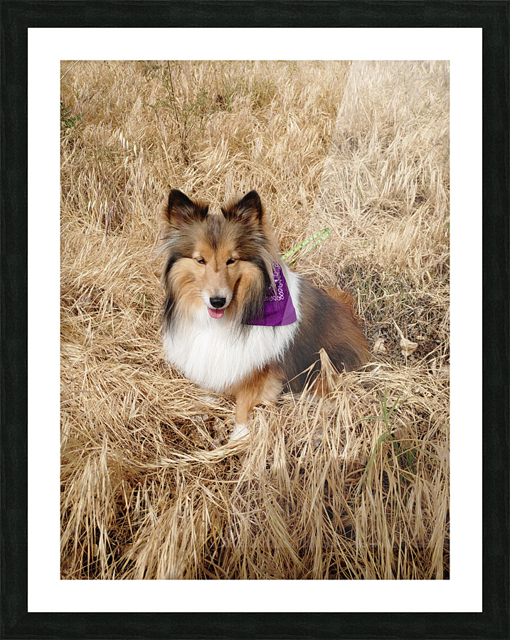 Sheltie Sass Picture Frame print