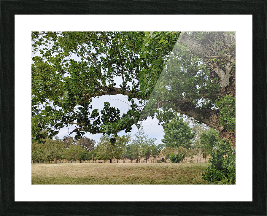 Island View5 Picture Frame print