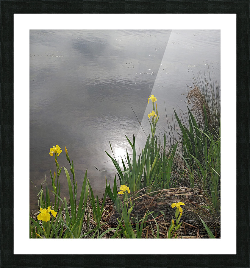 Yellow Iris Picture Frame print