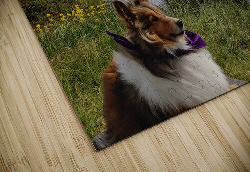 Sheltie Refllection Donna Lee Wright puzzle
