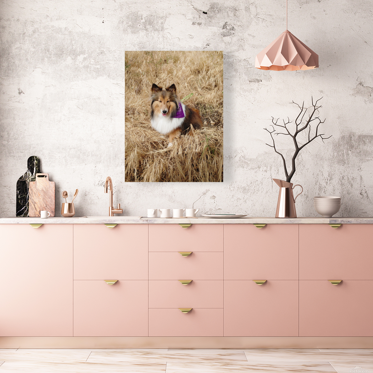 Sheltie Sass Reproduction