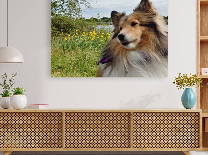 Sheltie on the Island by Donna Lee Wright