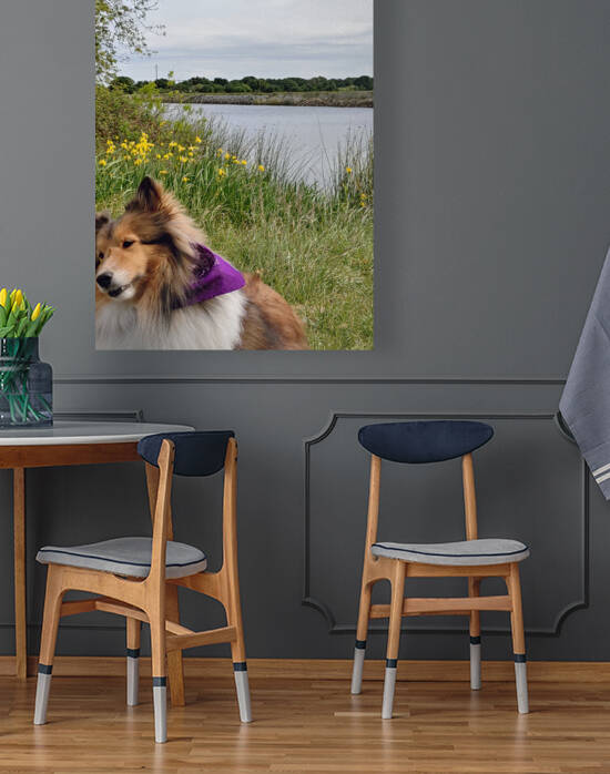Sheltie   Where are you going by Donna Lee Wright