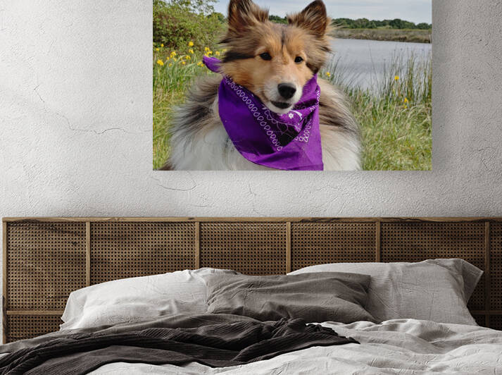 Sheltie   I got this by Donna Lee Wright