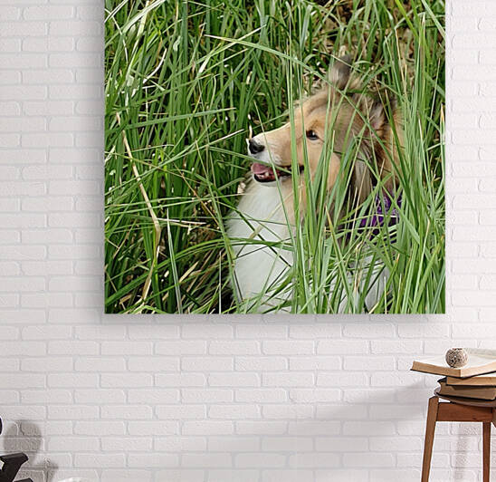 Sheltie or Lion 2 by Donna Lee Wright
