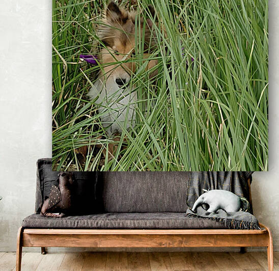 Sheltie or Lion 1 by Donna Lee Wright
