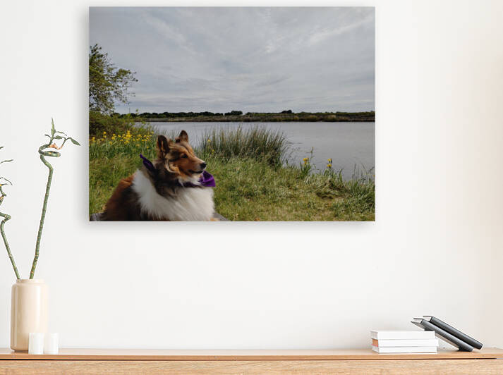 Sheltie Refllection by Donna Lee Wright