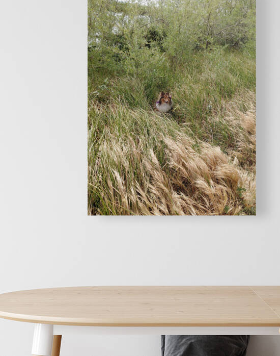 Sheltie Shelter by Donna Lee Wright