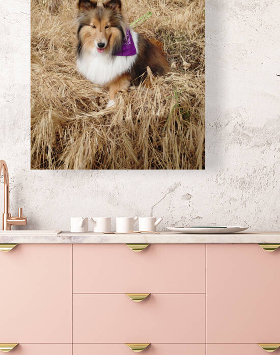 Sheltie Sass by Donna Lee Wright
