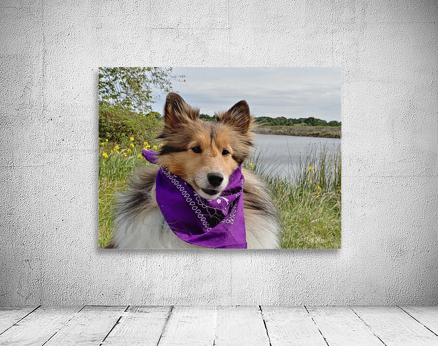 Sheltie   I got this Wall Preview