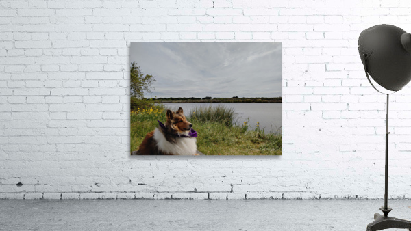 Sheltie Refllection Wall Preview