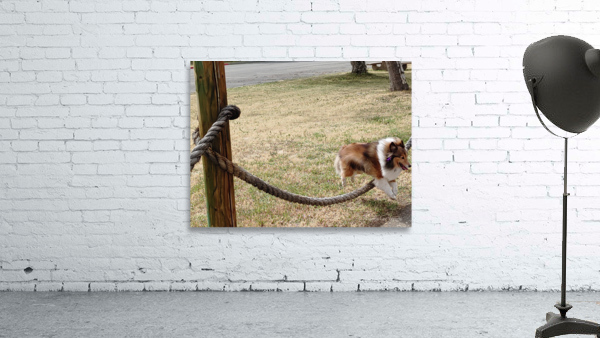 Sheltie Skillz Wall Preview