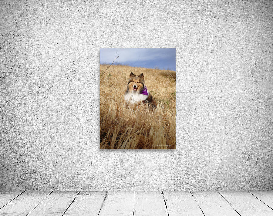 Sheltie Smiles Wall Preview